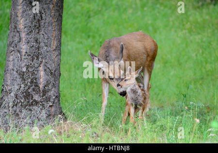 Ein Reh Maultierhirsch (Odocoileus Hemionus) schnuppert ihr Kitz, um sicherzustellen, dass er einen Duft, Nordamerika tragen nicht Stockfoto