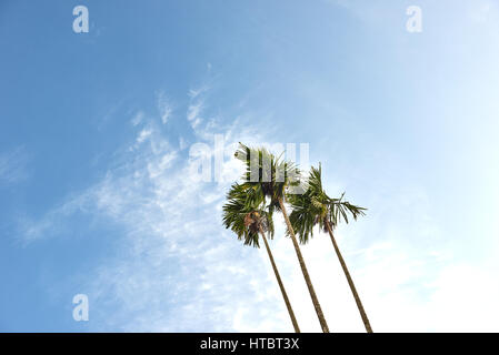 Ein Büschel von drei Betelnuss Bäume vor blauem Himmel mit Wolken Stockfoto