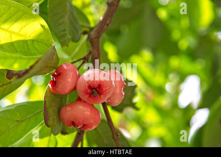 Eine Reihe von rosa Wasser Äpfel auf einem Ast Stockfoto