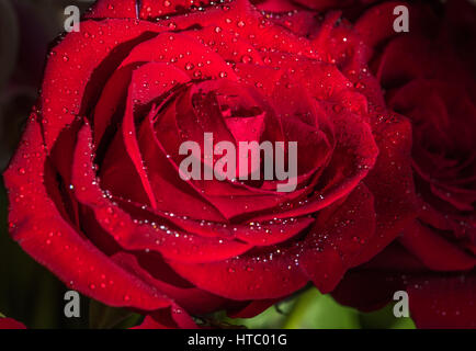 Nahaufnahme von einem schönen roten Rose mit Tautropfen in der dunkle Hintergrund. Stockfoto