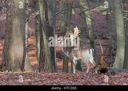 Damhirsch (Dama Dama) im Wald, Schleswig-Holstein, Deutschland, Europa Stockfoto