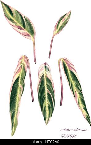 Exotische Calathea Triostar Pflanze. Handgemachte Aquarell botanische Illustration, isoliert auf weißem Hintergrund. Für Ihr Design. Stock Vektor