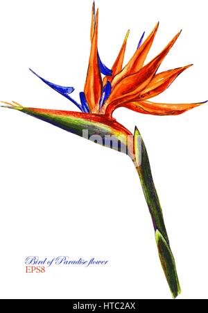 Bird Of Paradise, tropischen Strelitzia Blume. Vektor-Aquarell, sehr detaillierte botanische Illustration. Isoliert auf weißem Hintergrund. Stock Vektor