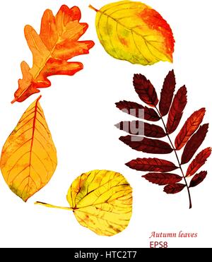 Satz von bunte Aquarell Herbstlaub. Botanische Illustration. Stock Vektor