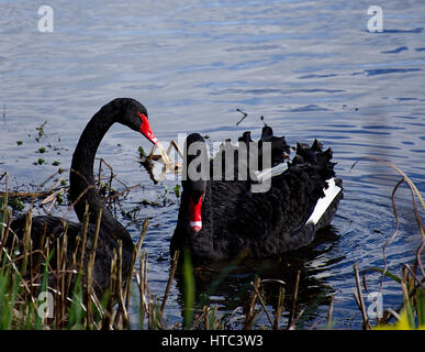 Schönes Paar schwarze Schwäne, Cygnus atratus, schwimmend auf See Oberfläche in Trentham in der Nähe von Stoke-on-Trent, Staffordshire, Vereinigtes Königreich. Stockfoto