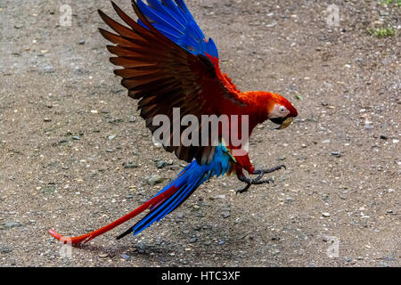 Hellroten Aras - Copán, Honduras Stockfoto