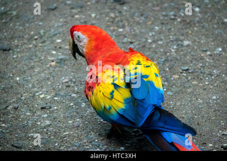 Hellroten Aras - Copán, Honduras Stockfoto