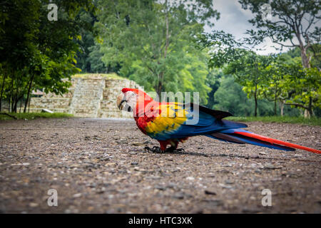 Hellroten Aras in Maya-Ruinen archäologischen Stätte - Copán, Honduras Stockfoto