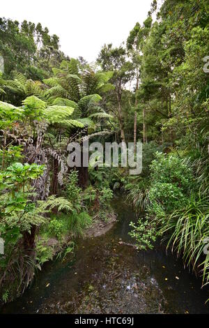 Seichten Bach fließt durch dichten grünen New Zealand Busch.