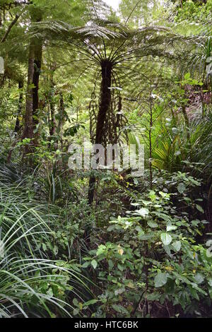 Riesige Farne, verbreiten ihre Zweige unter Bäumen und dichtem Grün in Neuseeland Buschlandschaft. Stockfoto