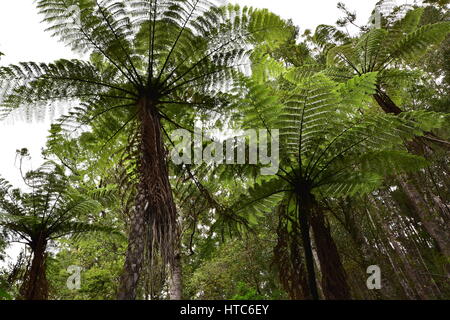 Riesige Farne, verbreiten ihre Zweige unter Bäumen und dichtem Grün in Neuseeland Buschlandschaft. Stockfoto