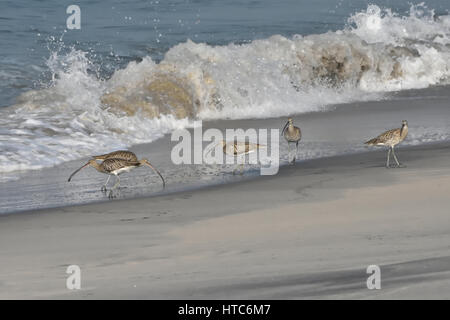 Die lange Brachvogel (Numenius Americanus) Stockfoto