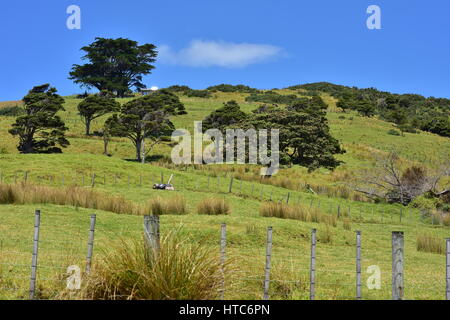 Typische Ackerland Weiden geteilt durch Drahtzäune auf flache Hügel in Neuseeland Landschaft. Stockfoto