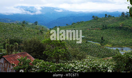 Erstaunliche Szene auf vietnamesische Landschaft mit großen Kaffeeplantage in Blüten Saison, weiße Blume auf Kaffee Baum, ein kleines Haus im Hof in Vietnam Stockfoto