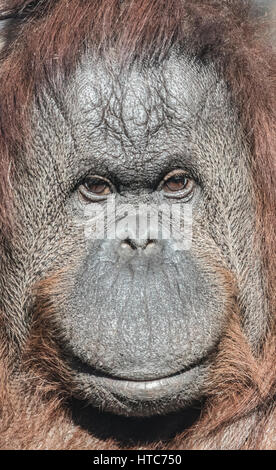 Orang-Utan, Tywcross Zoo, Leicestershire Stockfoto