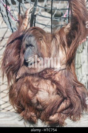 Orang-Utan, Tywcross Zoo, Leicestershire Stockfoto