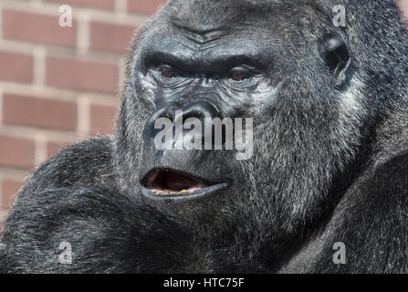 Westliche Flachlandgorillas in Twycross Zoo in Leicestershire genommen. Stockfoto