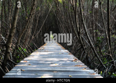 Baum-Tunnel, hölzerne Brücke im Mangrovenwald am Laem Phak Bia, Phetchaburi, Thailand Stockfoto