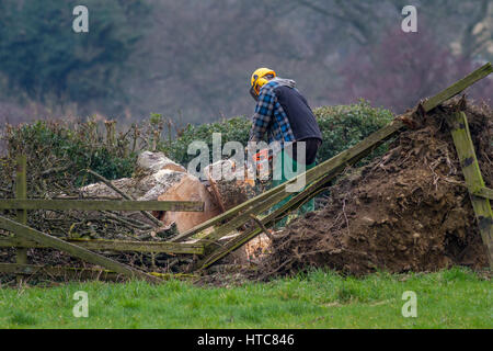 Baumpfleger mit einer Kettensäge zu entfernen ein umgestürzten Baumes nach Stürmen in Stürme, West Yorkshire, England, UK Stockfoto