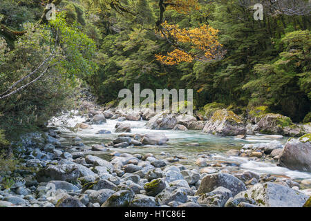 Hollyford Valley, Fiordland-Nationalpark, Southland, Neuseeland. Hollyford Flusses durch native Buchenwald westlich von Falls Creek. Stockfoto