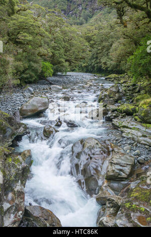 Milford Sound, Fiordland-Nationalpark, Southland, Neuseeland. Die Cleddau Fluss fließt durch native Buchenwald über den Abgrund. Stockfoto