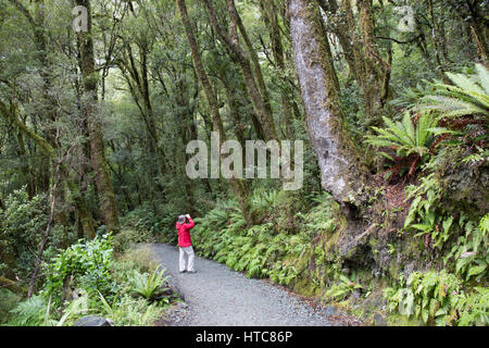 Milford Sound, Fiordland-Nationalpark, Southland, Neuseeland. Besucher-Vogelbeobachtung vom Pfad durch gemäßigten Regenwald nahe dem Abgrund. Stockfoto