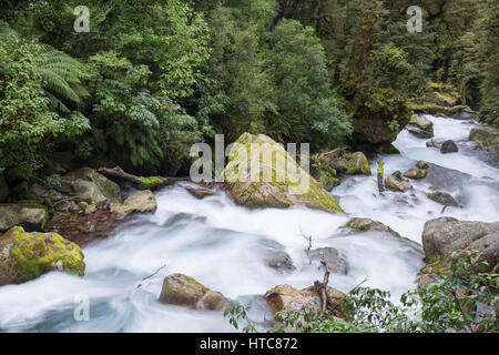 Hollyford Valley, Fiordland-Nationalpark, Southland, Neuseeland. Die schäumenden Wasser des Lake Marian fällt durch native Buchenwald taumeln. Stockfoto