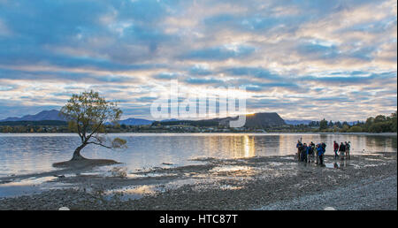 Wanaka, Otago, Neuseeland. Sammeln von Fotografen vorbereiten der ikonischen Weidenbaum schießen auf die Ufer des Lake Wanaka, Sonnenaufgang. Stockfoto