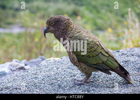 Milford Sound, Fiordland-Nationalpark, Southland, Neuseeland. Kea (Nestor Notabilis) am Straßenrand in der Nähe von Homer Tunnel. Stockfoto