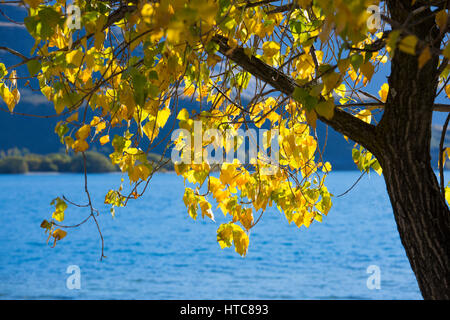 Wanaka, Otago, Neuseeland. Goldene Pappel fährt um Glendhu Bay, Lake Wanaka von Herbstsonne beleuchtet. Stockfoto