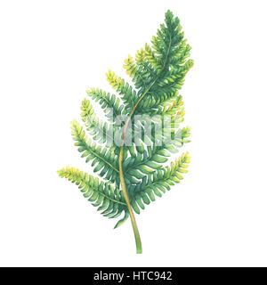 Grüner Farn Blatt. Polypodiopsida. Handgezeichnete Aquarell auf weißem Hintergrund. Stockfoto