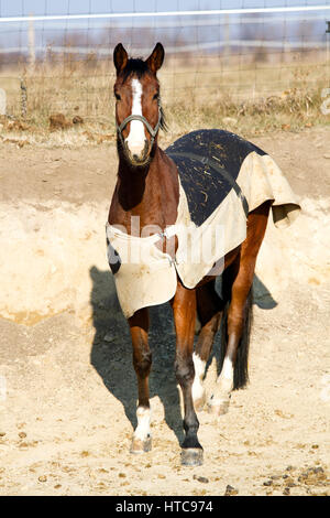 Reinrassiger Sadlle Pferd in der Decke stehend im Corral Winter Stockfoto