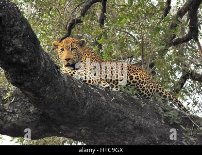 Leopard im Baum Stockfoto