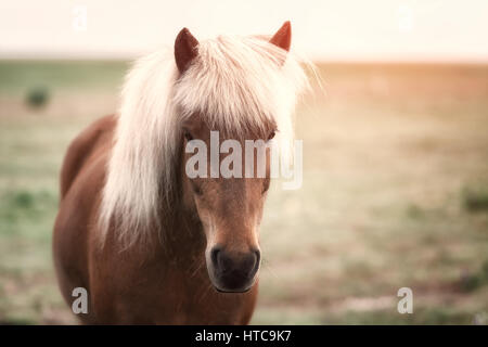 Islandpferd Porträt hautnah Stockfoto