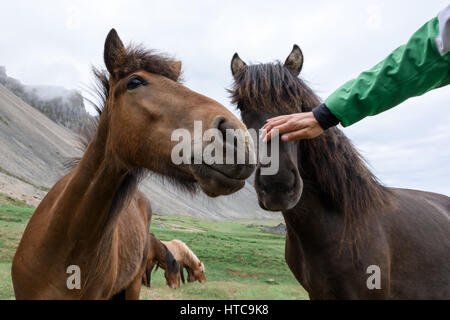 Islandpferd Porträt hautnah Stockfoto