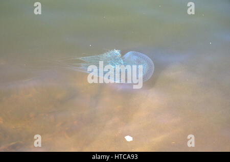 Leuchtende Quallen in Shambhavi River in der Nähe von Mulki, Mangalore Stockfoto