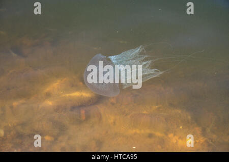 Leuchtende Quallen in Shambhavi River in der Nähe von Mulki, Mangalore Stockfoto