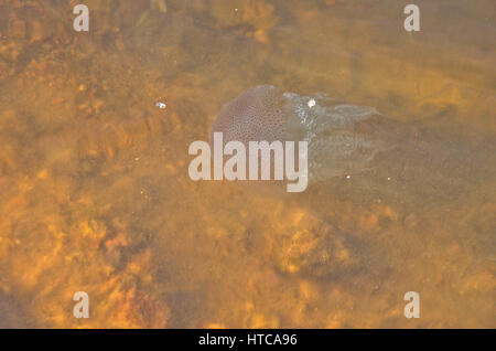 Leuchtende Quallen in Shambhavi River in der Nähe von Mulki, Mangalore Stockfoto