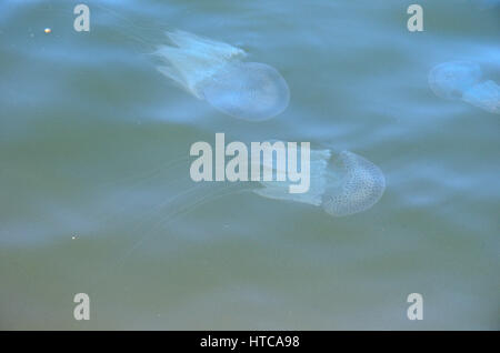 Leuchtende Quallen in Shambhavi River in der Nähe von Mulki, Mangalore Stockfoto