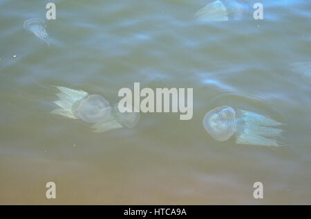 Leuchtende Quallen in Shambhavi River in der Nähe von Mulki, Mangalore Stockfoto