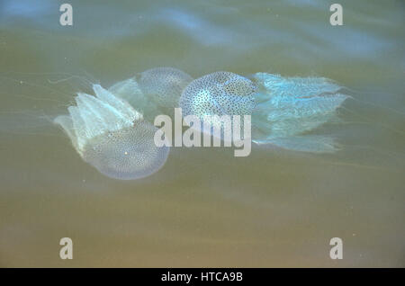 Leuchtende Quallen in Shambhavi River in der Nähe von Mulki, Mangalore Stockfoto