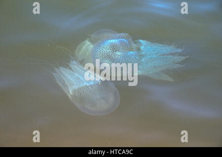 Leuchtende Quallen in Shambhavi River in der Nähe von Mulki, Mangalore Stockfoto