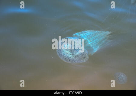 Leuchtende Quallen in Shambhavi River in der Nähe von Mulki, Mangalore Stockfoto