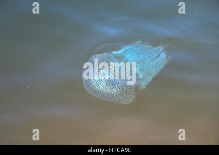 Leuchtende Quallen in Shambhavi River in der Nähe von Mulki, Mangalore Stockfoto