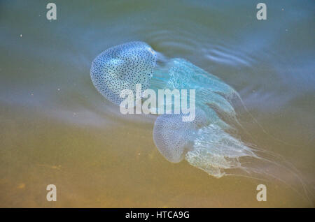 Leuchtende Quallen in Shambhavi River in der Nähe von Mulki, Mangalore Stockfoto