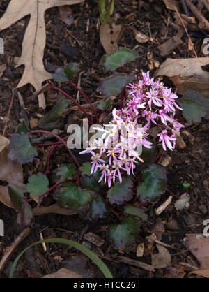 Saxifraga Fortunei "Rosa Nebel" Stockfoto