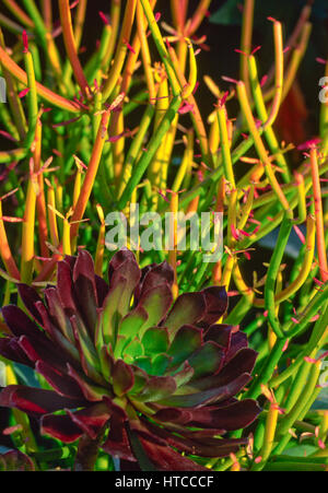 Euphorbia tricaulli, Firesticks, Echeveria, Stockfoto