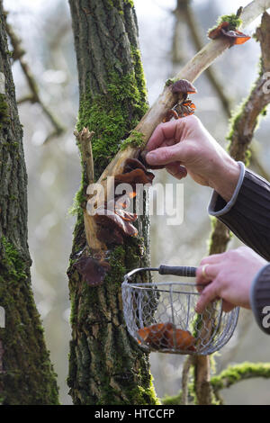 Judasohr-Pilzernte, Pilze Sammeln, Pilzkorb, Judasohr, Ohrlappenpilz, Holunderschwamm, Judas-Ohr, Ohrlappen-Pilz, Holunder-Schwamm, Holunderpilz, Mu-E Stockfoto