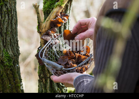 Judasohr-Pilzernte, Pilze Sammeln, Pilzkorb, Judasohr, Ohrlappenpilz, Holunderschwamm, Judas-Ohr, Ohrlappen-Pilz, Holunder-Schwamm, Holunderpilz, Mu-E Stockfoto