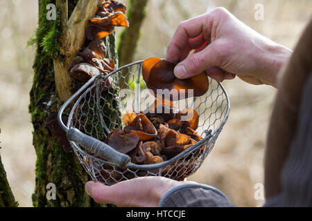 Judasohr-Pilzernte, Pilze Sammeln, Pilzkorb, Judasohr, Ohrlappenpilz, Holunderschwamm, Judas-Ohr, Ohrlappen-Pilz, Holunder-Schwamm, Holunderpilz, Mu-E Stockfoto